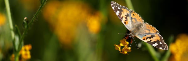 UCR- Stan Lim- Butterfly