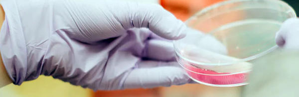 gloved hand holding petri dish (c) unsplash